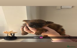 Pomeranian dogs for sale: Pomeranian puppies  - Image 7