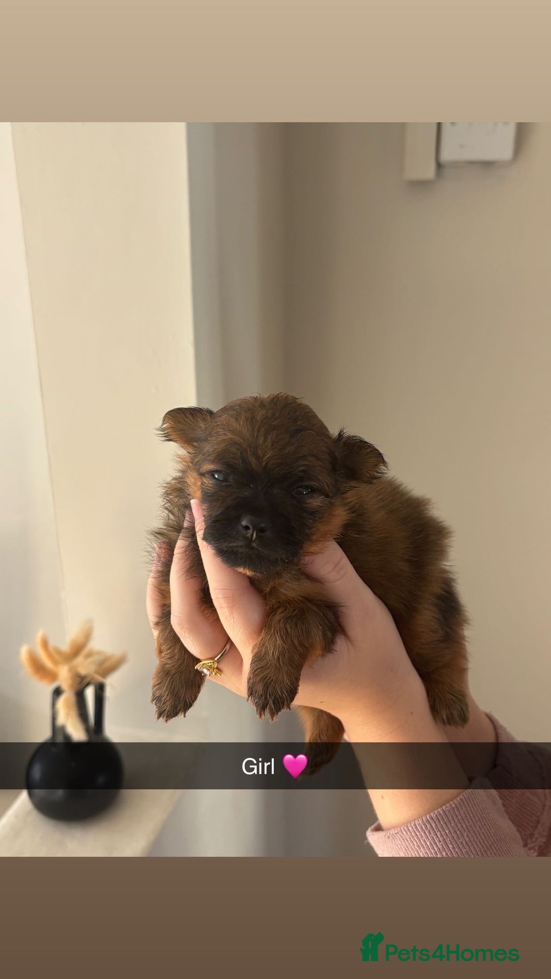 Pomeranian dogs for sale: Pomeranian puppies  - Image 7