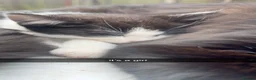 Mixed Breed cats for sale: Mixture of black & white ready to go mixed breed - Advert 32