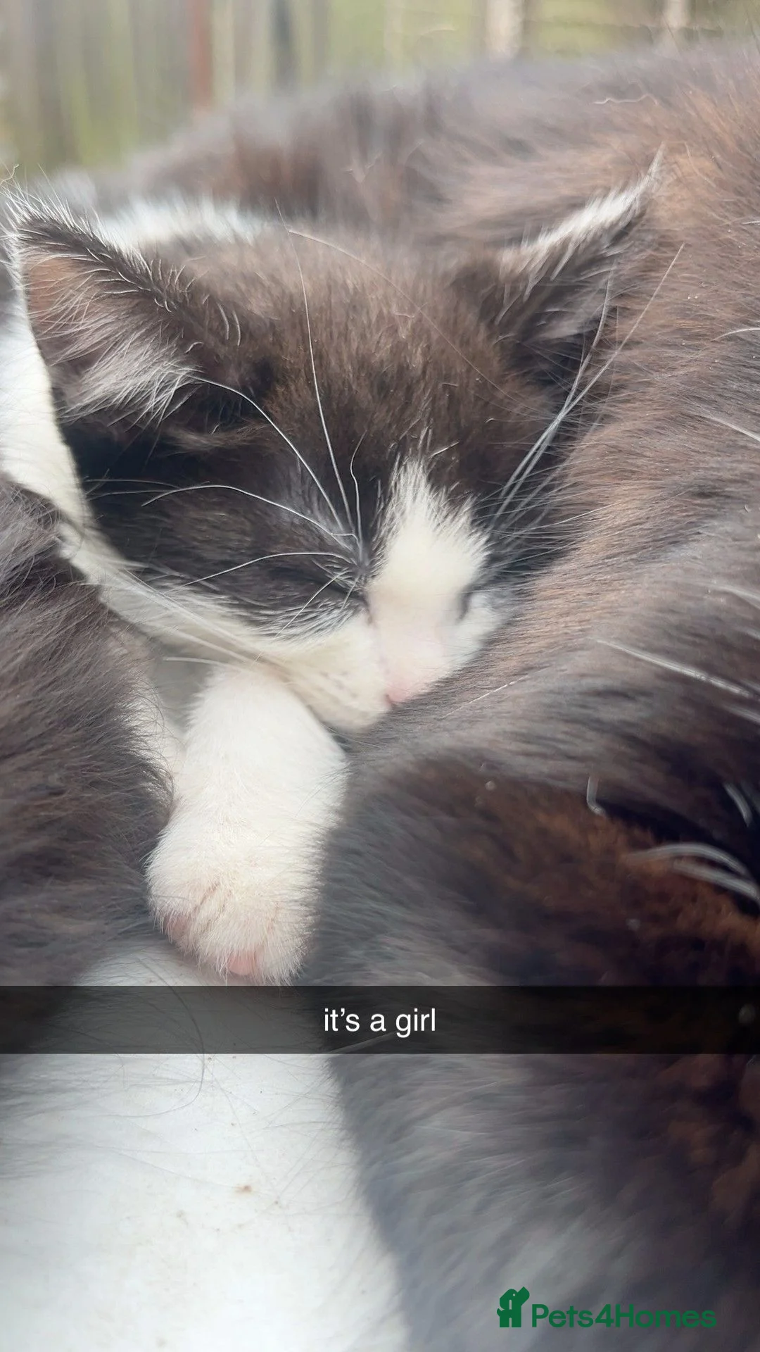 Mixed Breed cats for sale: Mixture of black & white ready to go mixed breed - Advert 32