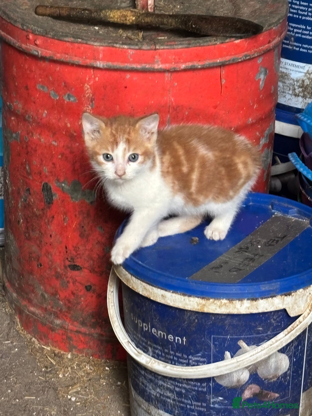 Mixed Breed cats for sale: Four adorable kittens available - Image 5