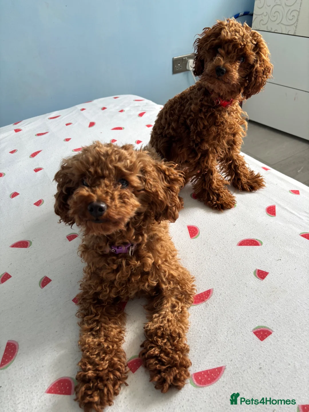 Toy Poodle dogs for sale: Suzie girl looking new house - Advert 1