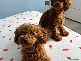 Toy Poodle dogs Suzie girl looking new house - Advert 1