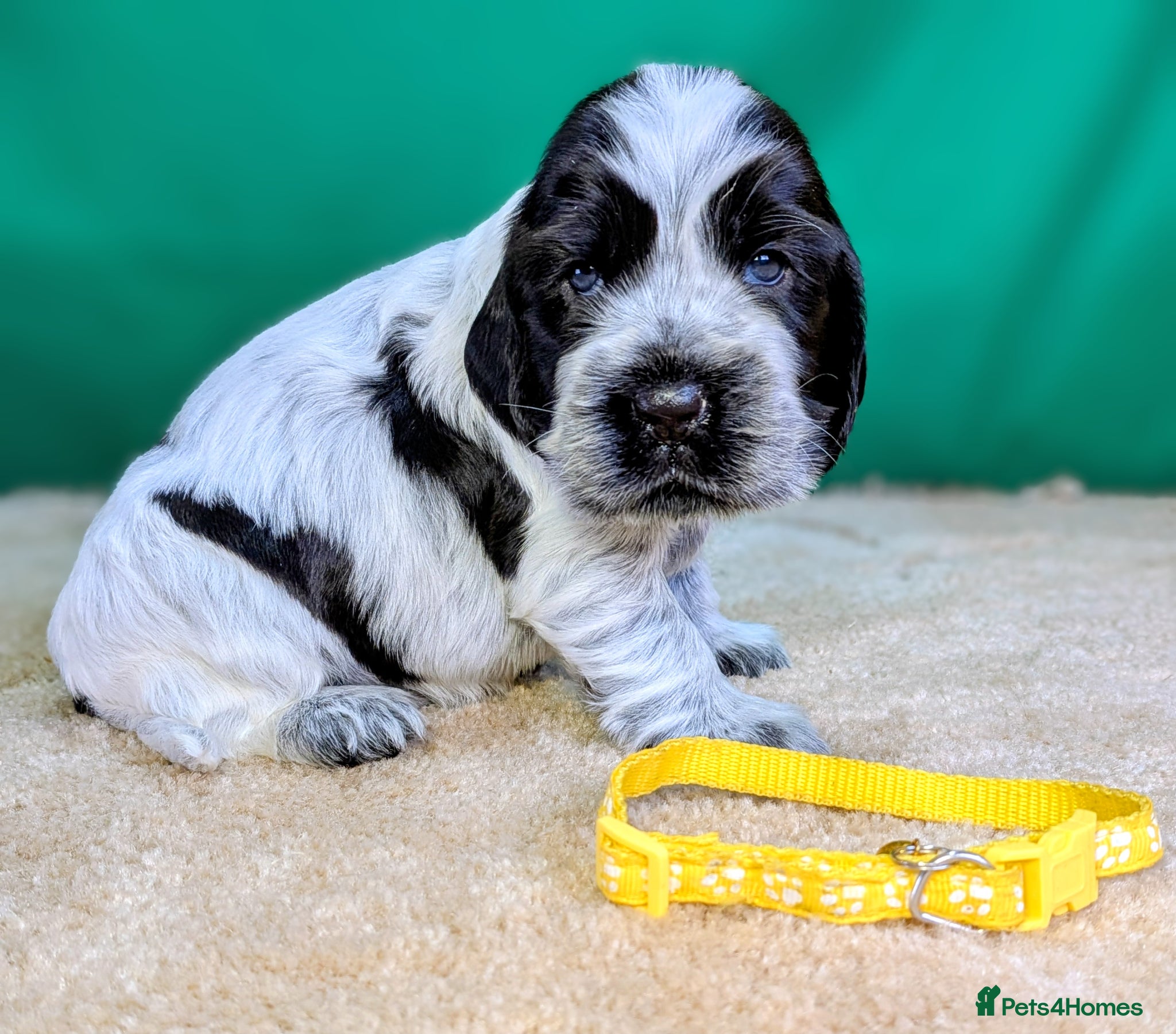 Cocker Spaniel dogs Beautiful Show Cocker Spaniel Puppies. - Advert 1