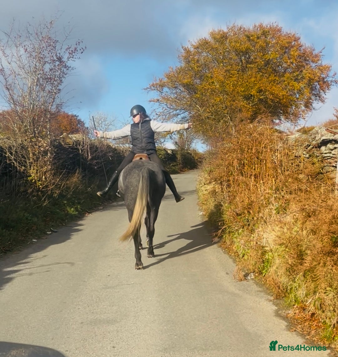 Hungarian warmblood horses for sale: Super 7 yr old mare (Hungarian import) - Image 17