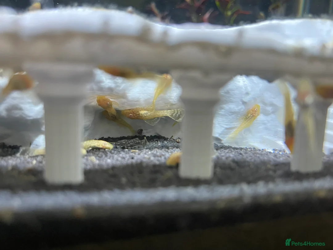 Plecos fish for sale: Home-Bred Bristlenose Plecos - Advert 1