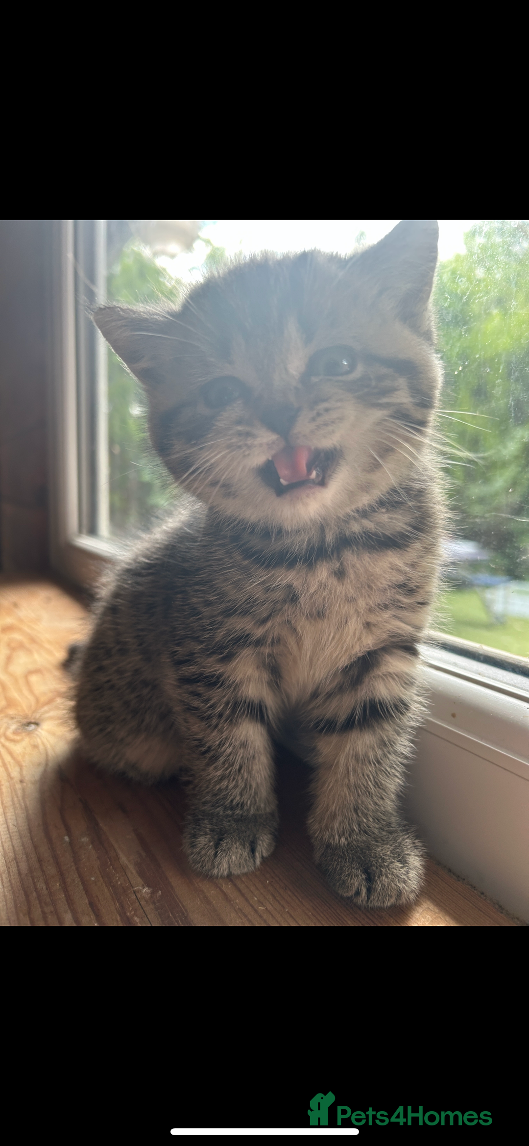 British Shorthair cats for sale: Adorable BSH kittens - Image 17