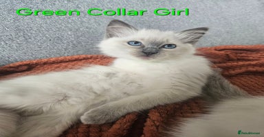 Ragdoll cats - Advert 11