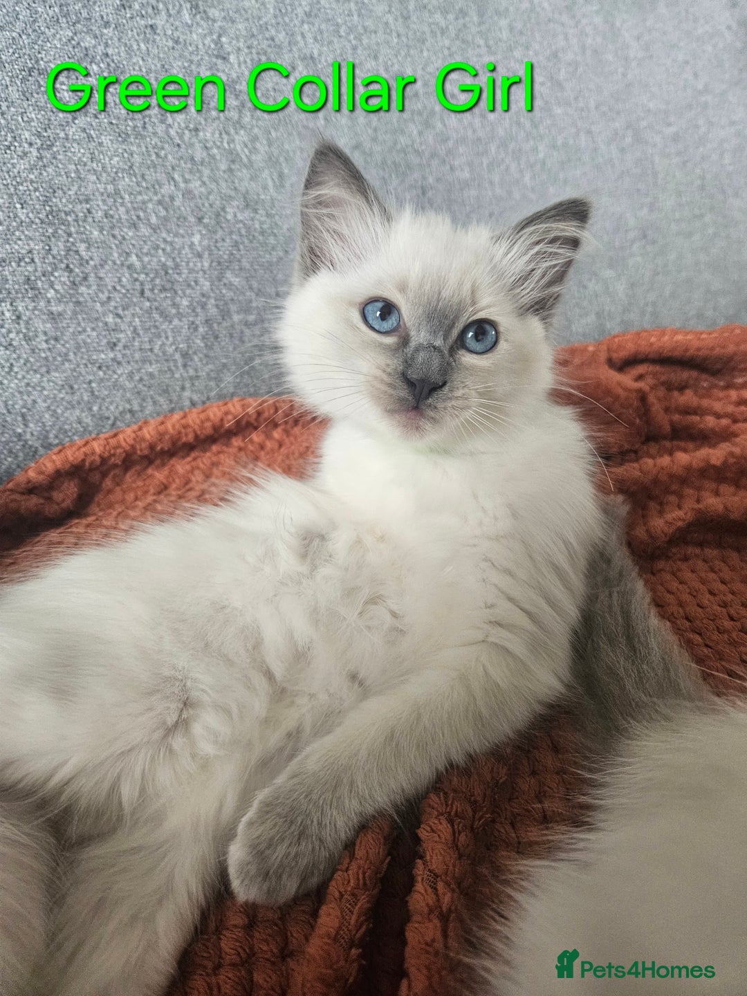 Ragdoll cats for sale: 8 Ragdoll Kittens Ready NOW - Image 2