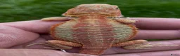 Bearded Dragon reptiles for sale: Bearded Dragon 5* Licensed Breeder Red Orange Blue in Castle Cary - Advert 1