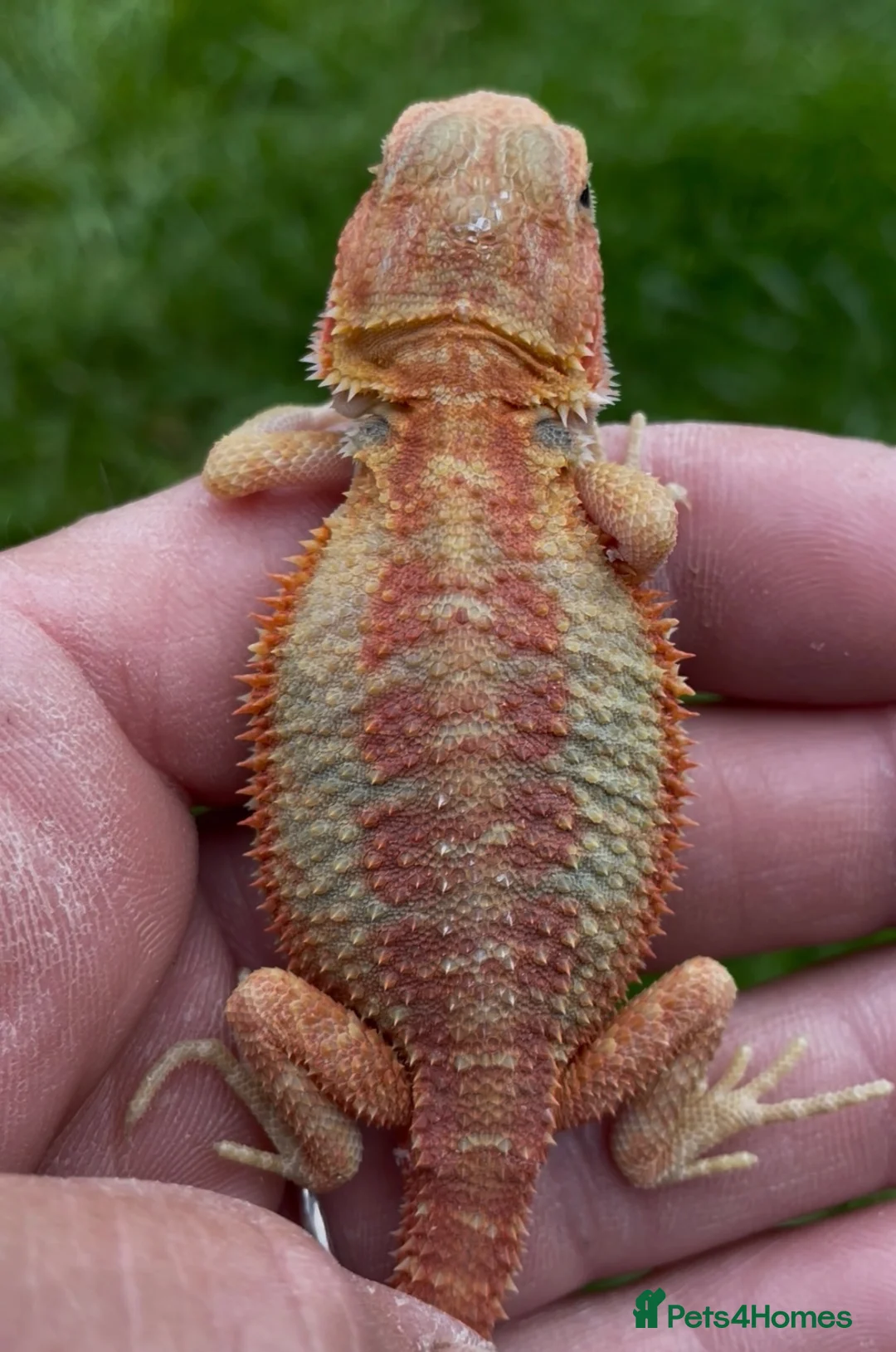 Bearded Dragon reptiles for sale: Bearded Dragon 5* Licensed Breeder Red Orange Blue in Castle Cary - Advert 1