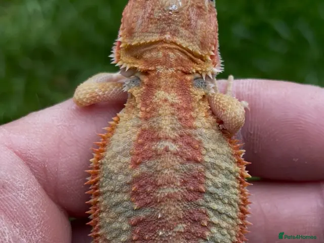 Bearded Dragon reptiles for sale: Bearded Dragon 5* Licensed Breeder Red Orange Blue - Advert 1