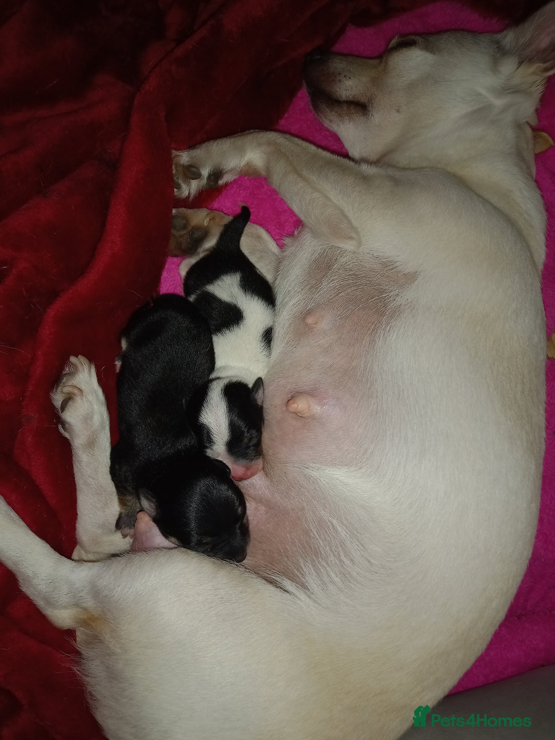 Jack Russell dogs for sale: 2 beautiful Jack Russell puppys - Image 14