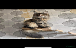 Maine Coon cats for sale: Purr Machines Ready Now - GCCF Reg Maine Coons - Image 29