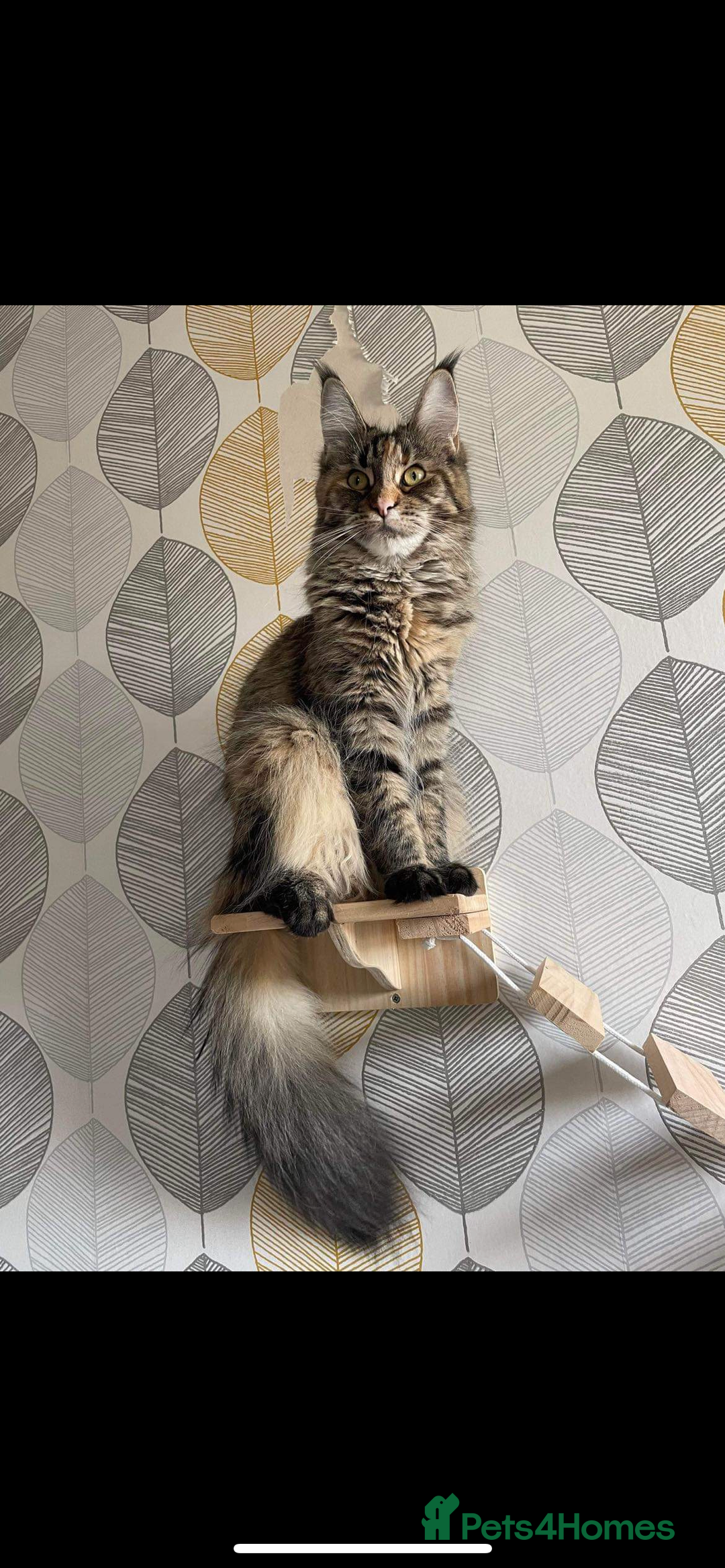 Maine Coon cats for sale: Purr Machines Ready Now - GCCF Reg Maine Coons - Image 29