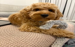 Cavapoo dogs for stud: F1 Cavapoo for stud  - Image 3