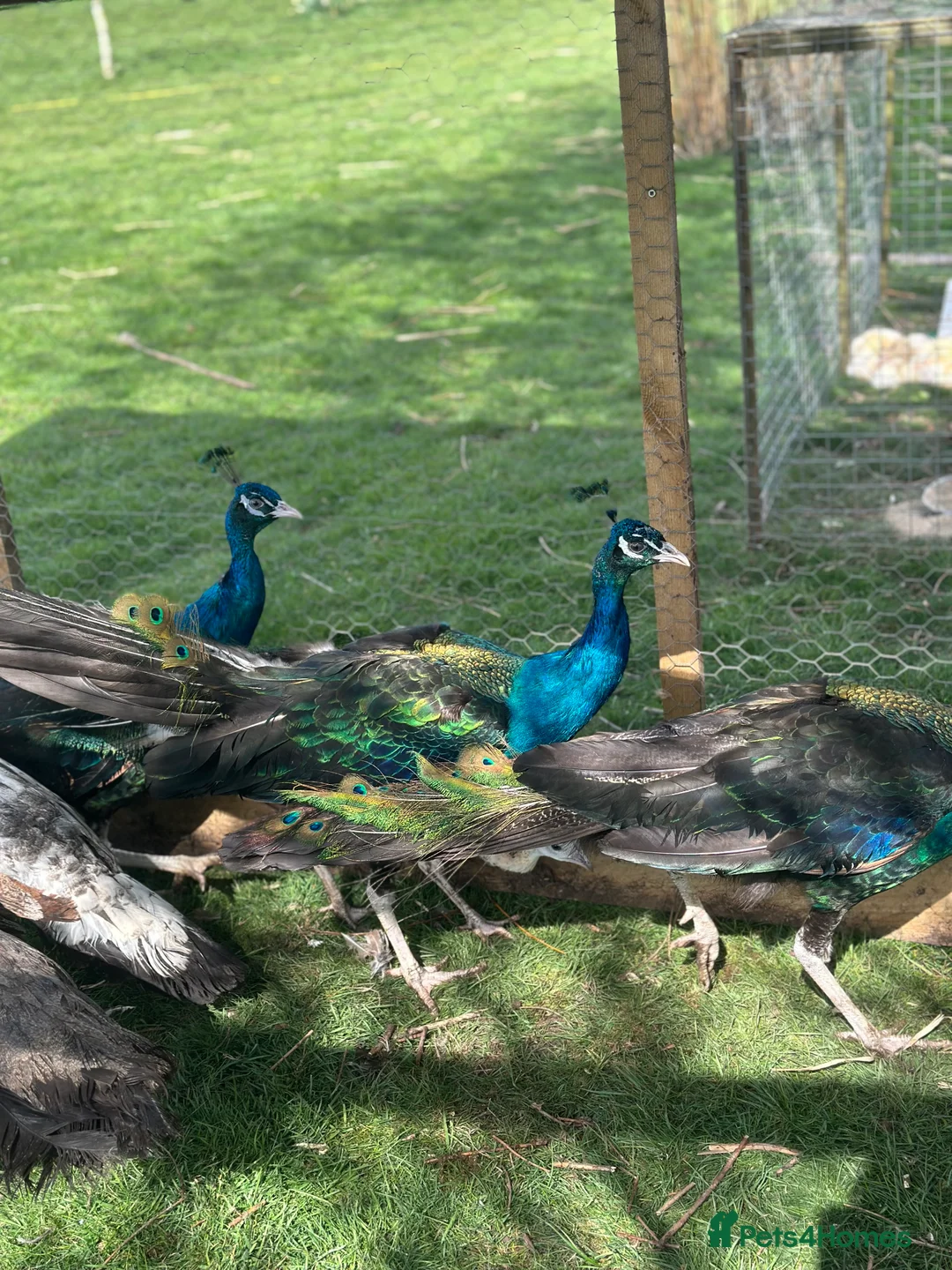 Peafowl poultry for sale: Blue Indian and black shoulder peafowl available  - Advert 9