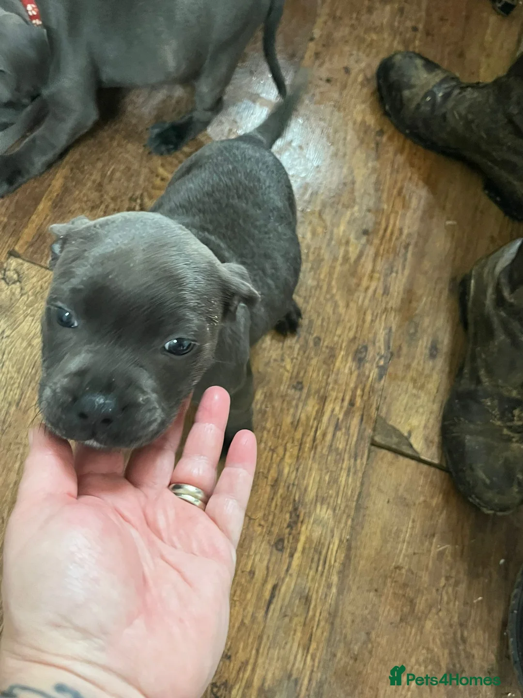 Staffordshire Bull Terrier dogs for sale: Male Blue staffy Troy - Advert 36