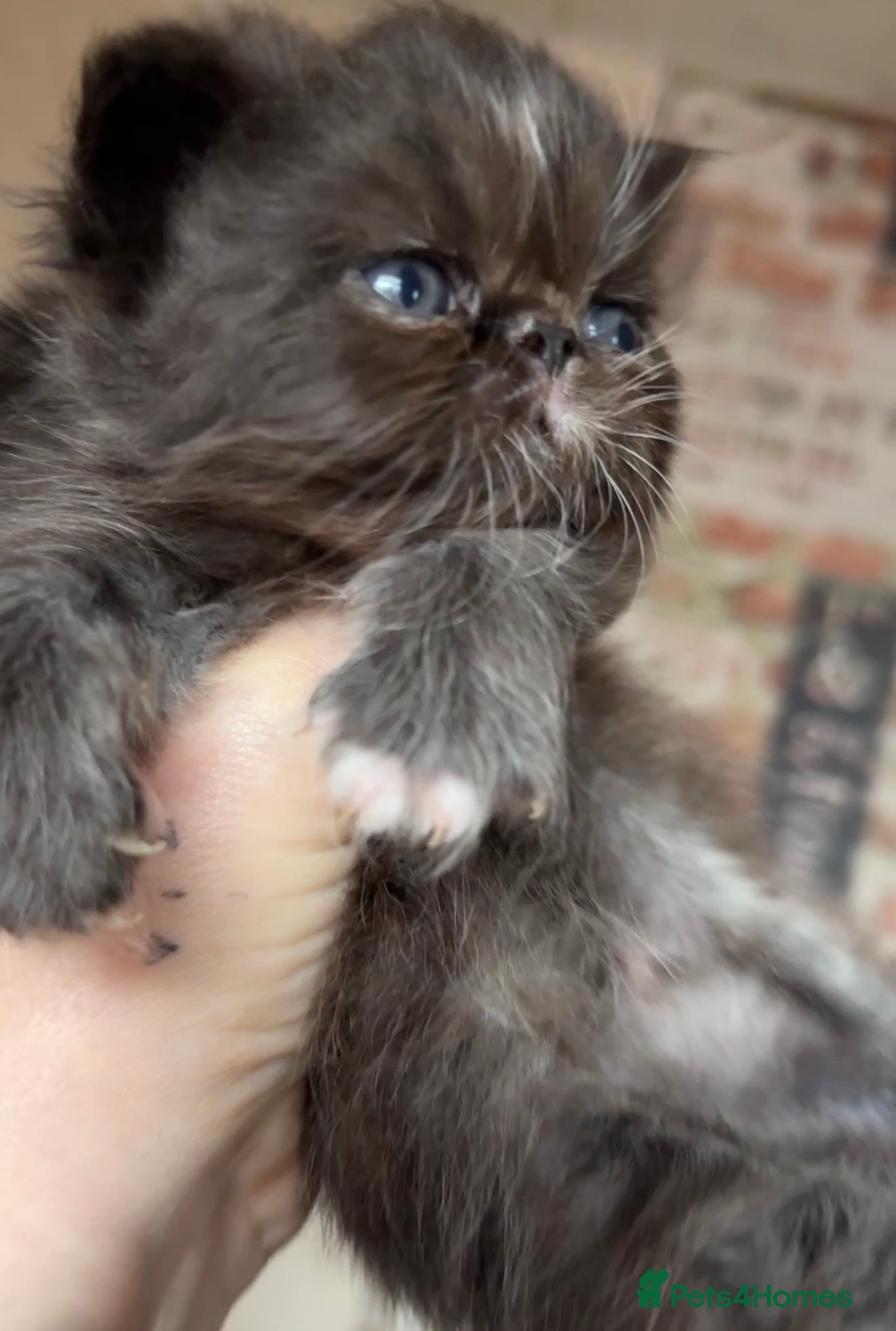 Persian cats Stunning full Persian black/white female kitten - Advert 9