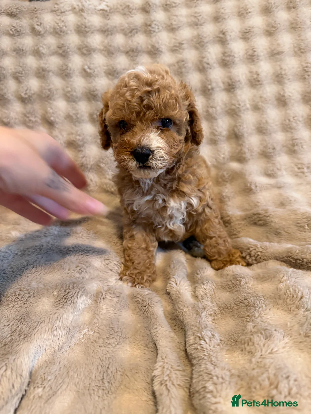 Cavapoo dogs for sale: 5 beautiful Cavapoo pups  - Advert 21