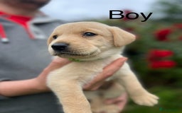 Labrador Retriever dogs for sale: Beautiful Labrador  - Image 10