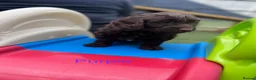Cockapoo dogs for sale:  Absolutely stunning  F1b chocolate cockapoos  in Peterborough - Advert 18