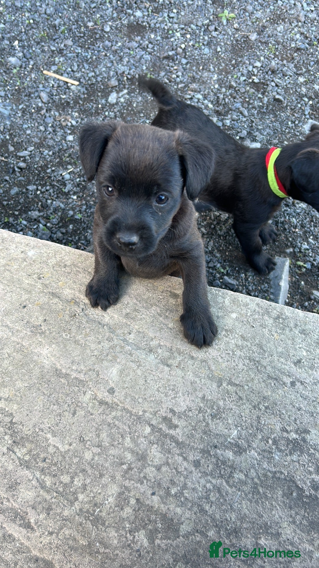 Patterdale Terrier dogs Perfect Patterdales  - Advert 5