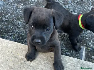 Patterdale Terrier dogs Perfect Patterdales - Advert 5