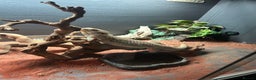 Bearded Dragon reptiles for sale: Bearded dragon and full set up including extras  - Advert 3