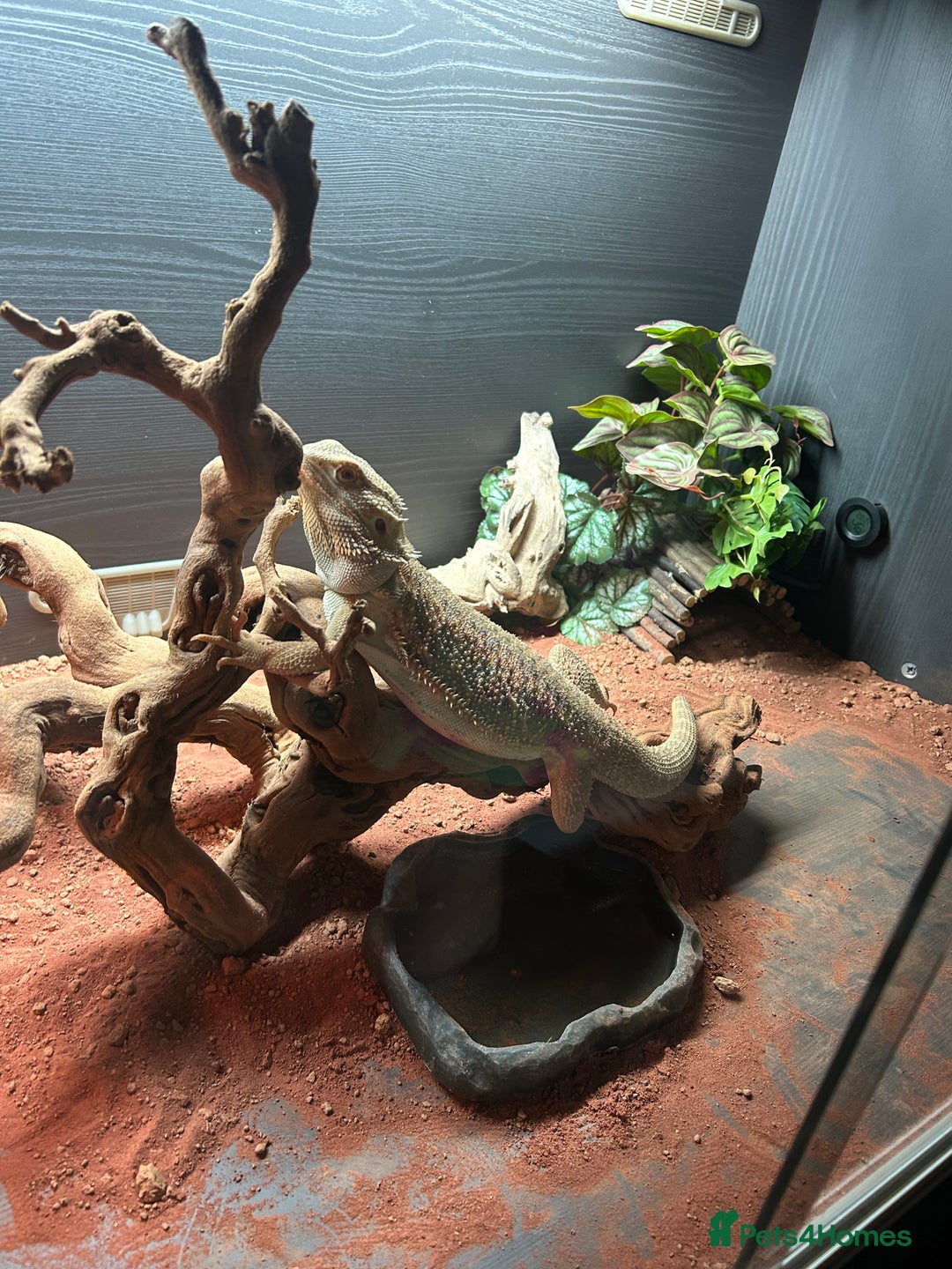 Bearded Dragon reptiles for sale: Bearded dragon and full set up including extras  - Advert 3