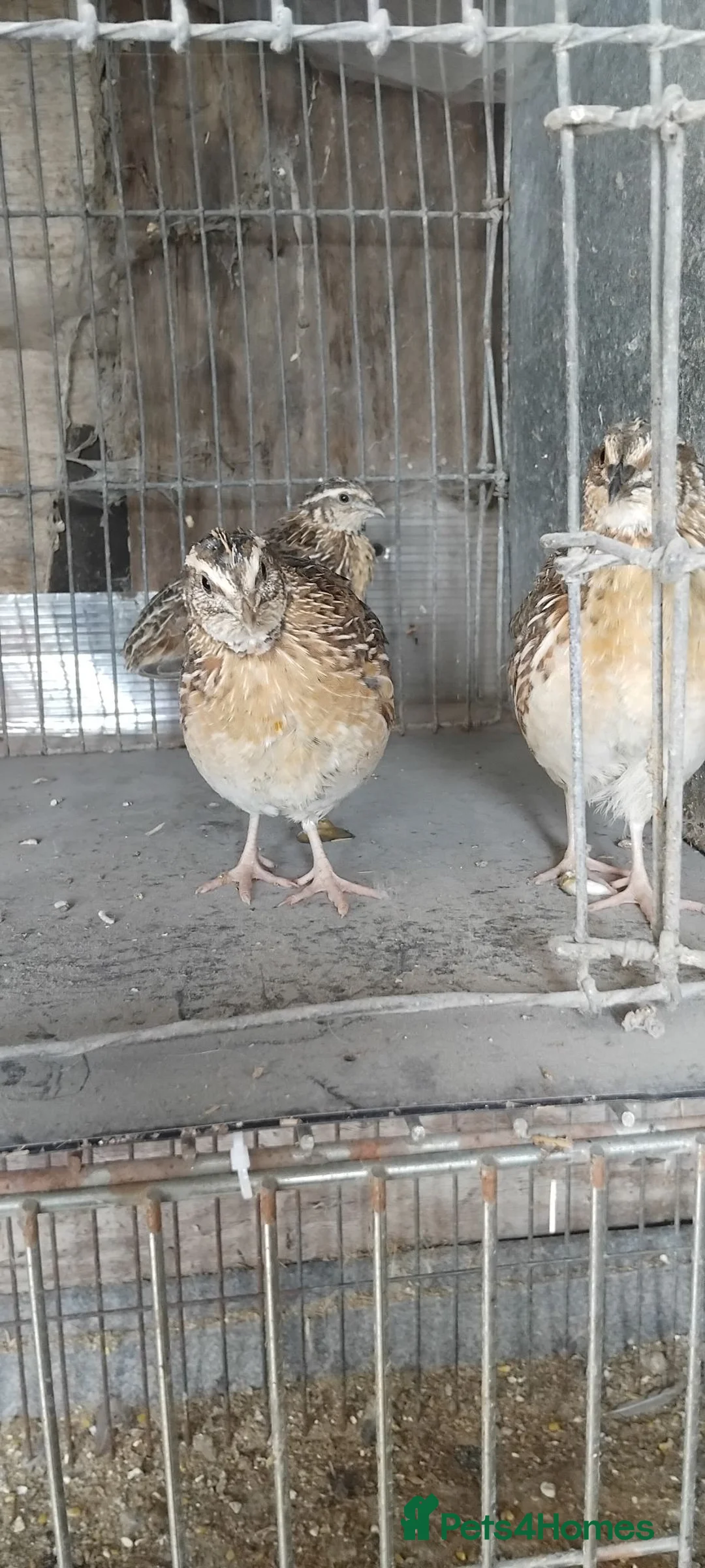 Quail poultry for sale: Jumbo quail in Barnsley - Advert 1