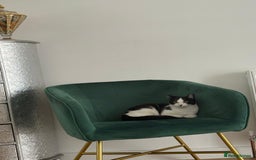 Mixed Breed cats for adoption: Wendy the 2 year old rescue cat needs a new home - Advert 4