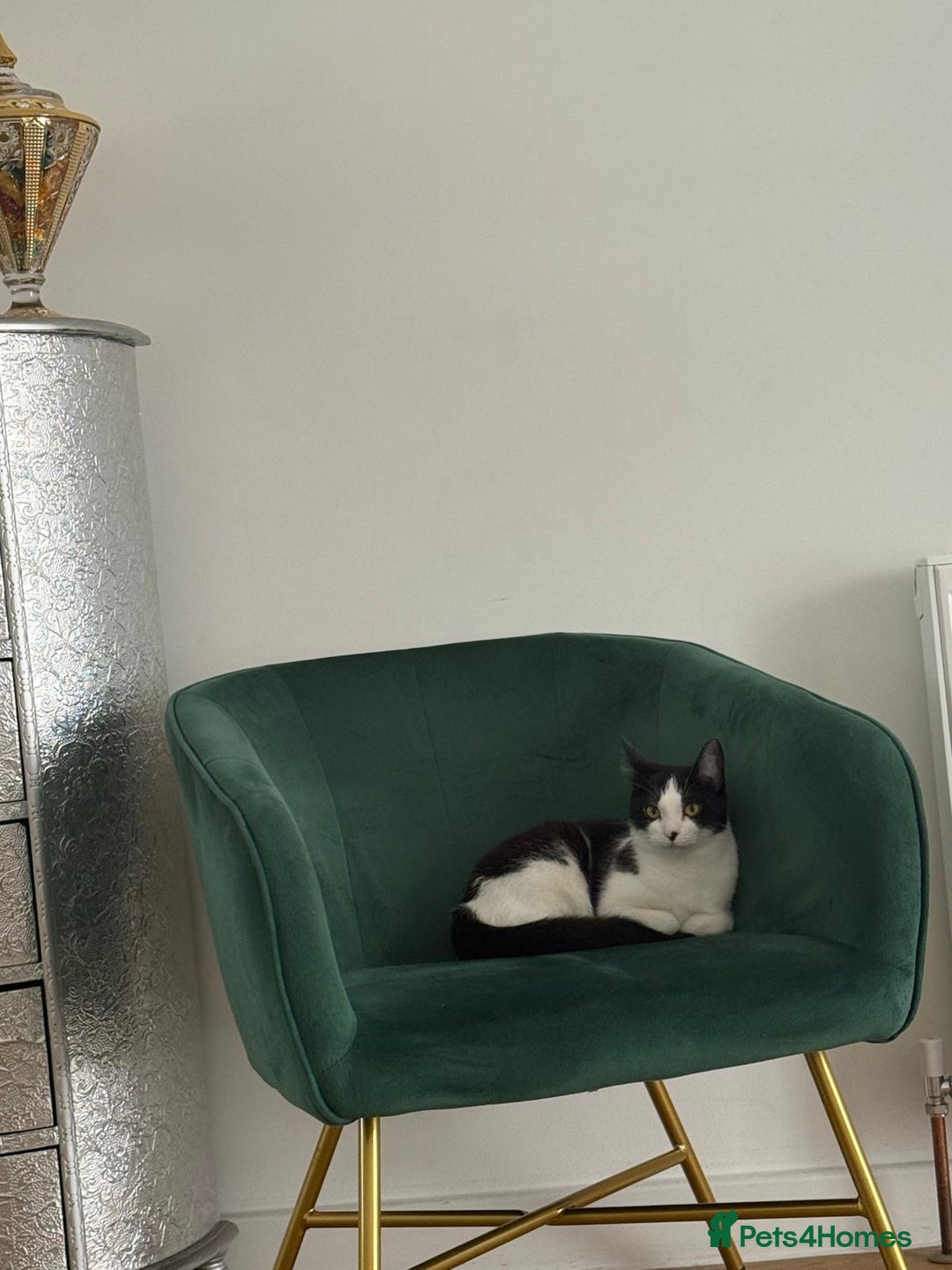 Mixed Breed cats for adoption: Wendy the 2 year old rescue cat needs a new home - Advert 4