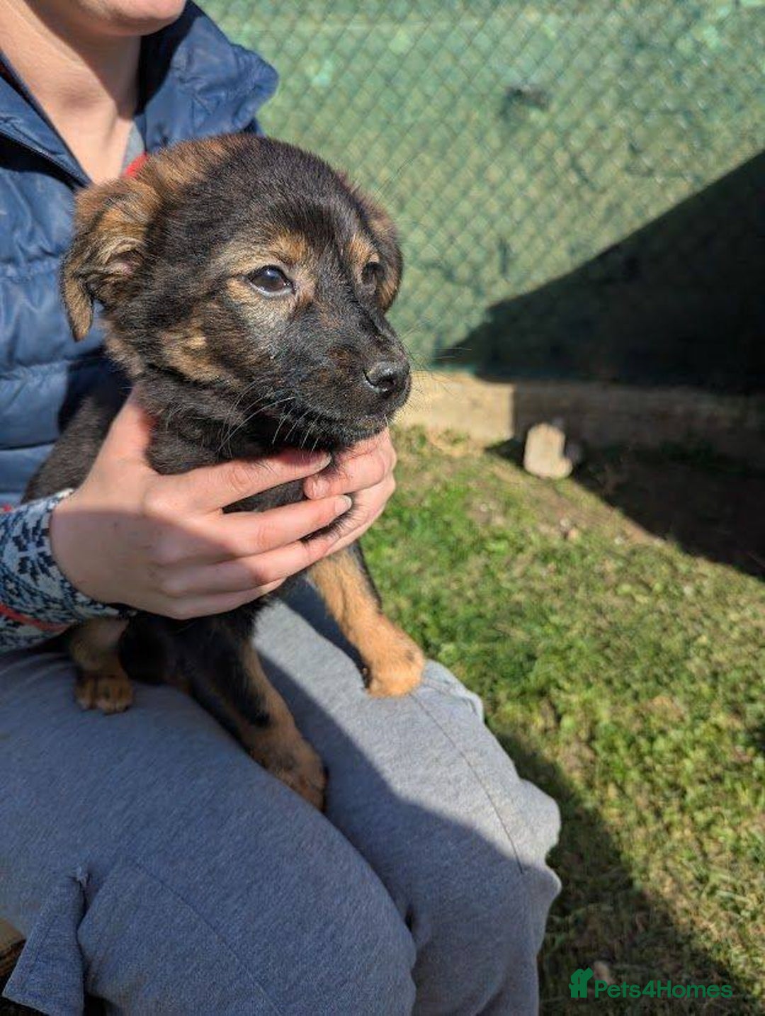 Mixed Breed dogs for adoption: Parsley for adoption - Advert 6