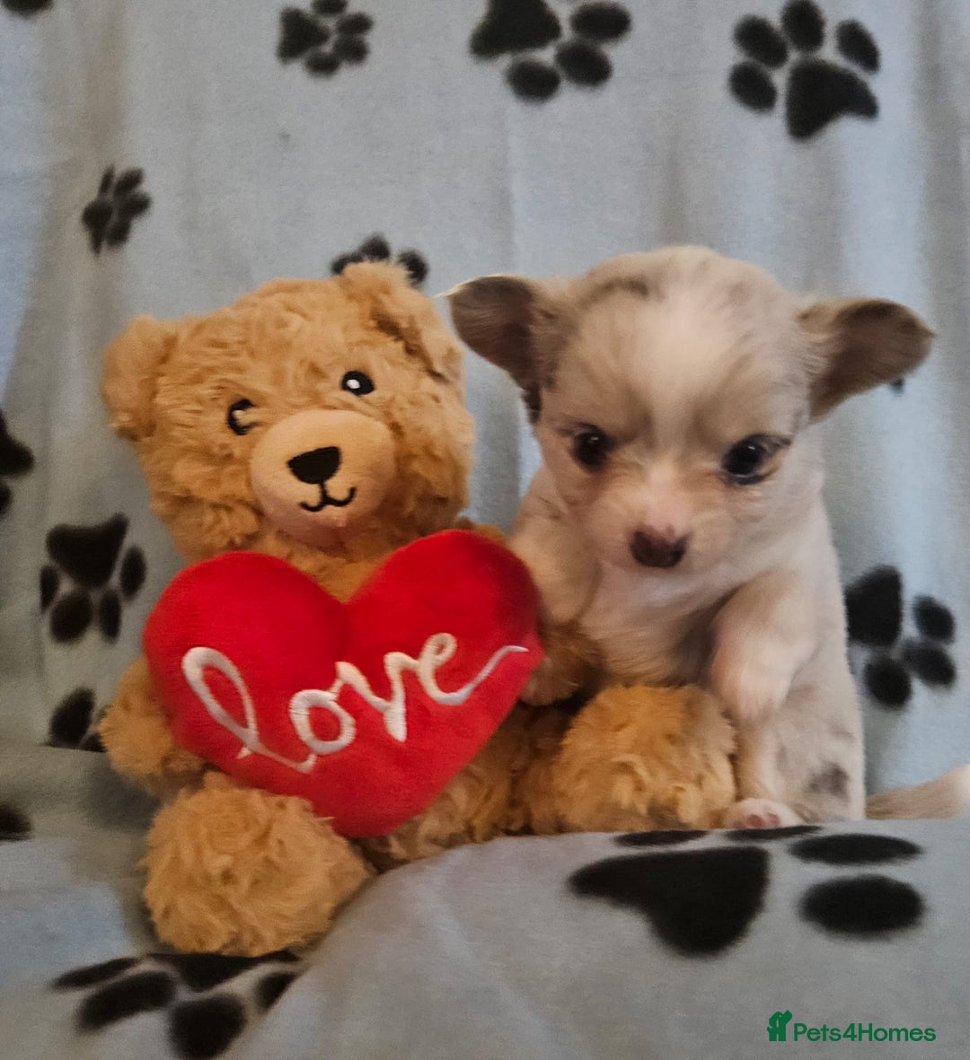 Chihuahua dogs for sale: 3 chihuahua boys - Advert 2