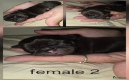 Pug dogs for sale: 6 beautiful pug puppies  - Image 8