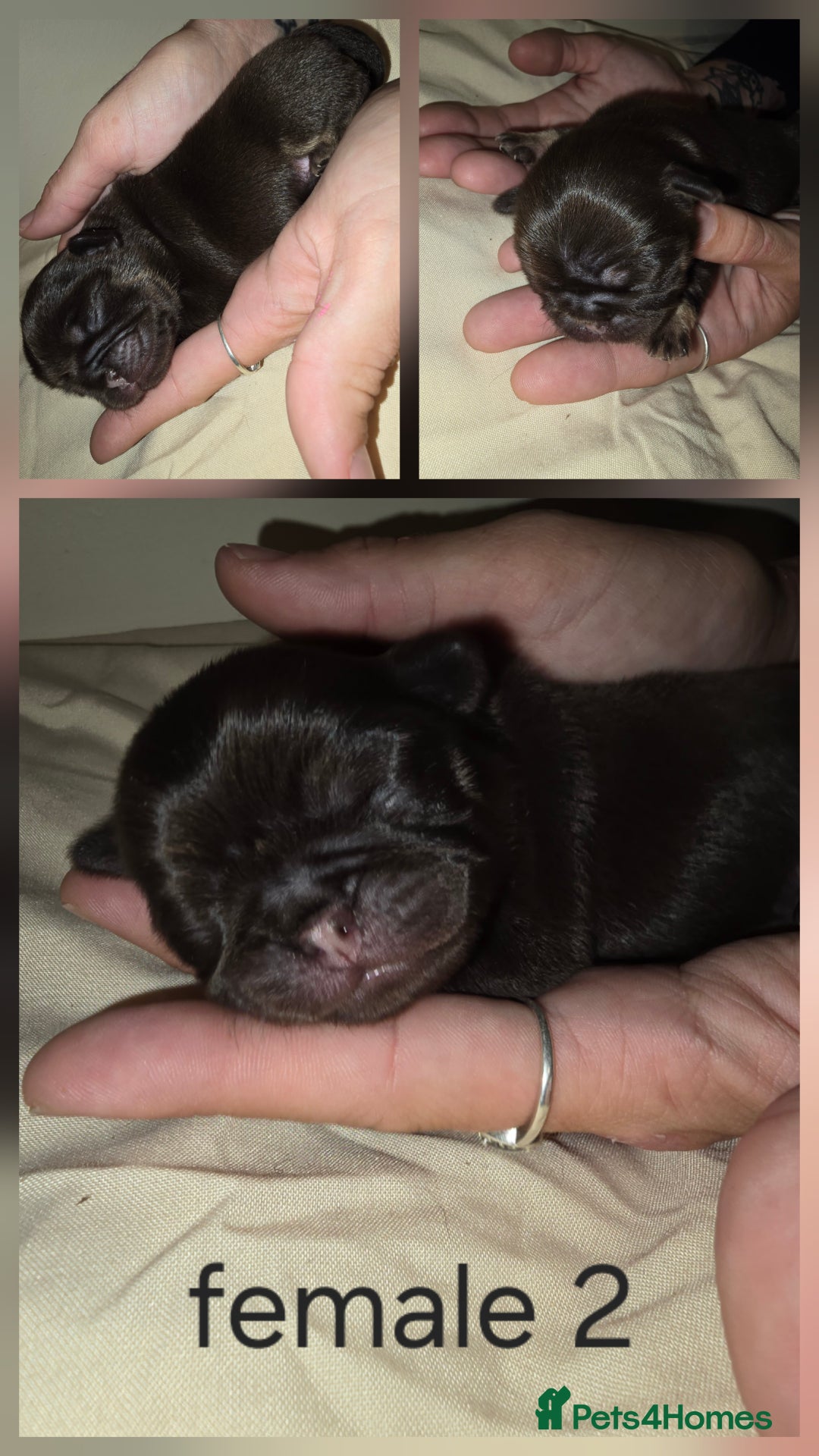 Pug dogs for sale: 6 beautiful pug puppies  - Image 8