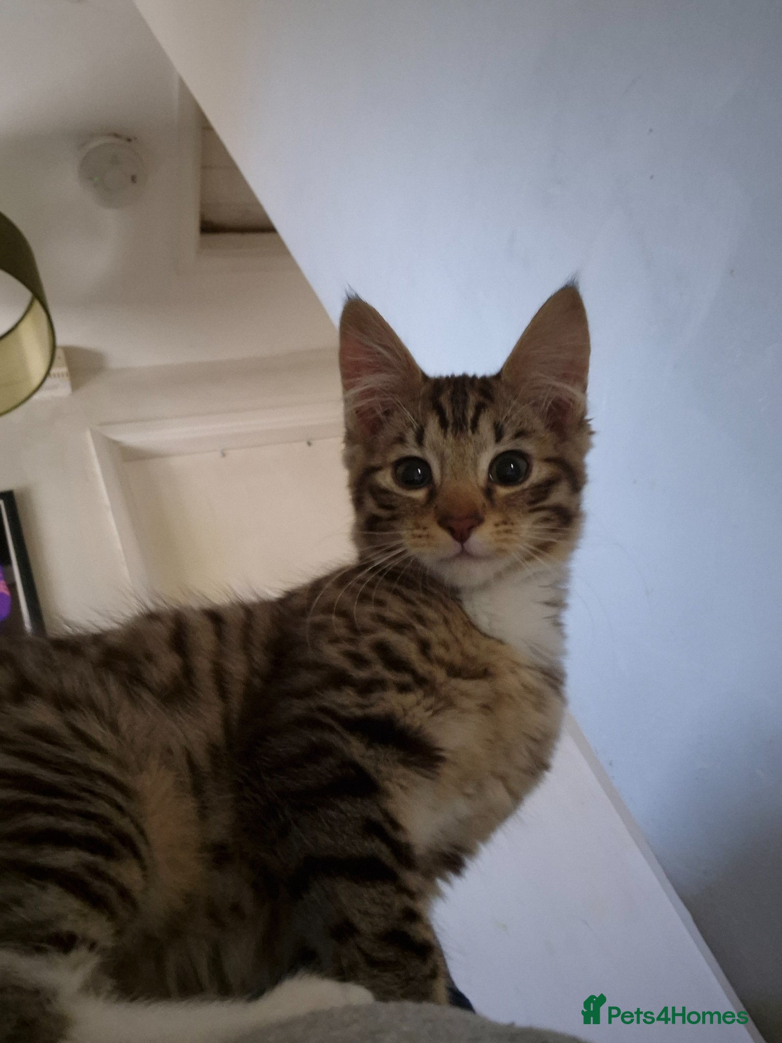 Mixed Breed cats 1 kitten for sale - Advert 3