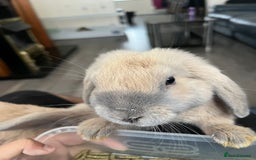 Mixed Breed rabbits for sale: 2 male bunnies looking for a new friendly home 9wk - Image 4