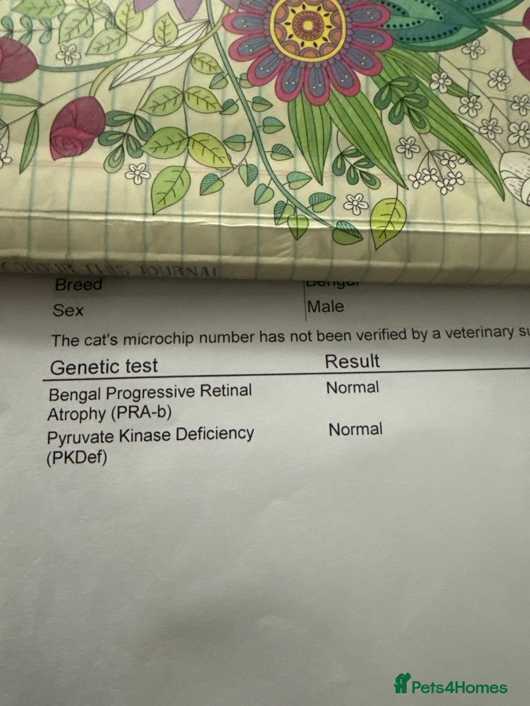 Bengal cats for stud: cat for mating. Bengal TICA - Advert 6