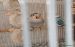 Lovebirds birds for sale: *AVAILABLE* 2 Lovebirds + Cage + Food! in West Bromwich - Image 3