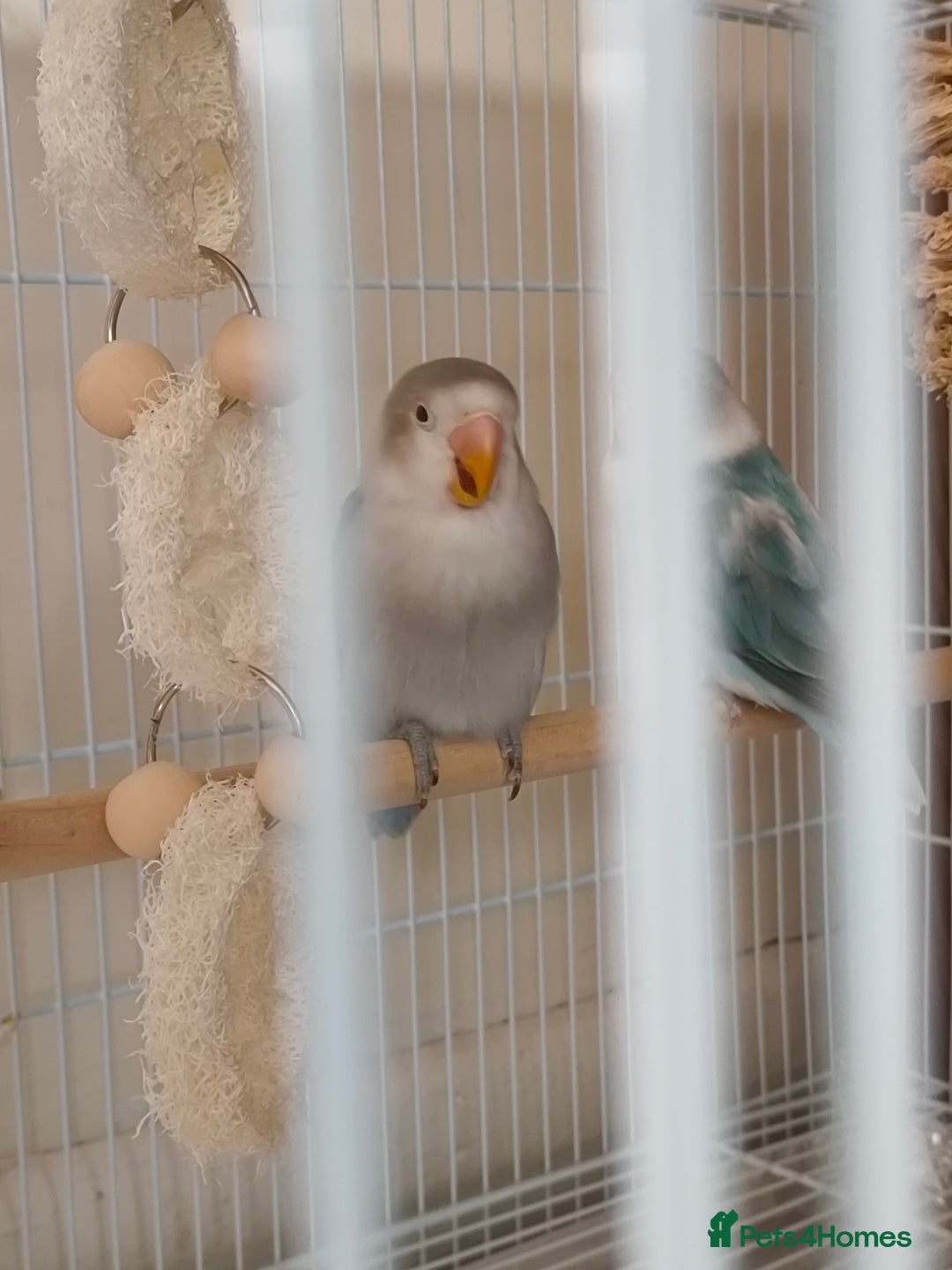 Lovebirds birds for sale: *AVAILABLE* 2 Lovebirds + Cage + Food! in West Bromwich - Image 3