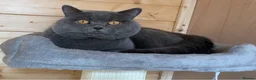British Shorthair cats for sale: GCCF Beautiful British Shorthair Kittens for sale in Bolton - Advert 9