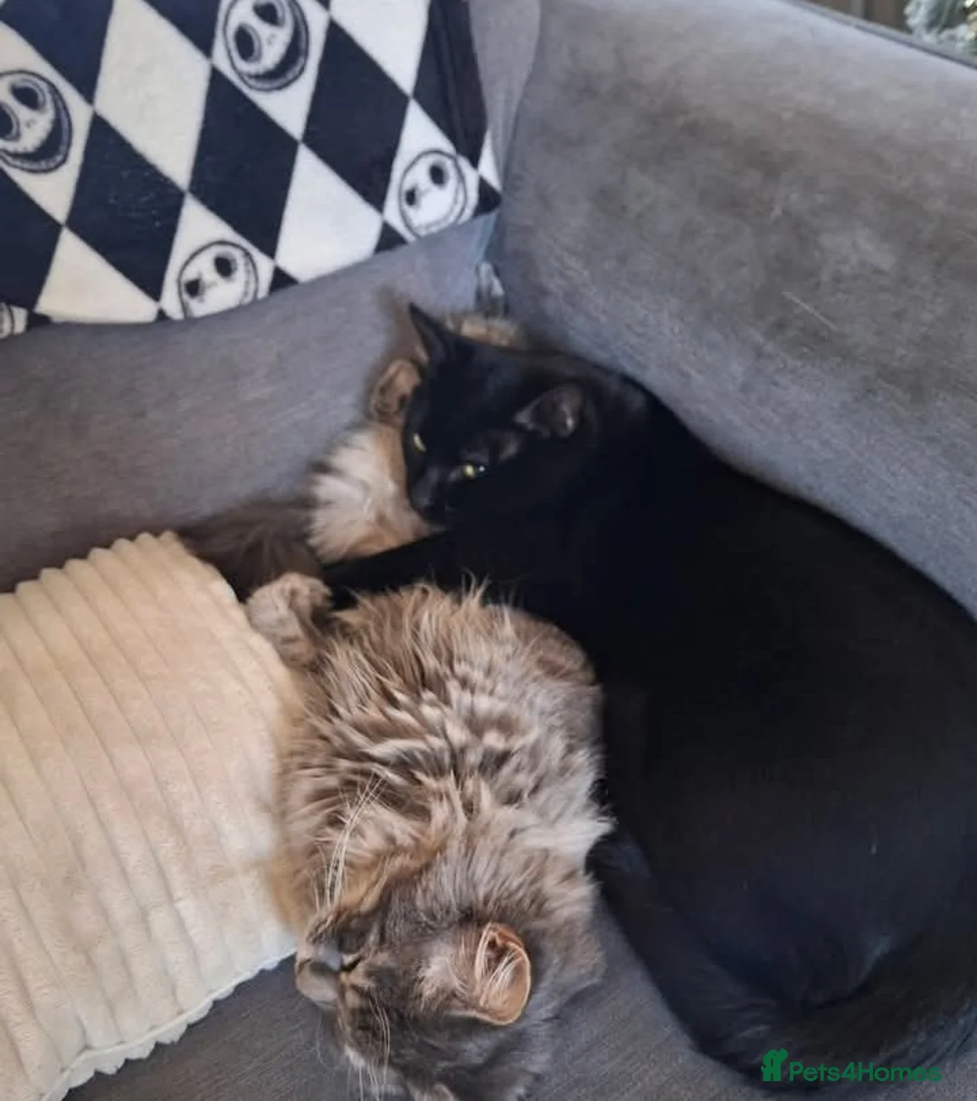 British Longhair cats for sale: 2 male cats in Gravesend - Advert 5