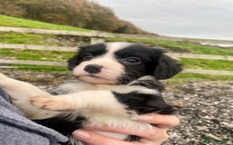 Mixed Breed dogs for sale: Gorgeous Borderlier pups - Advert 3