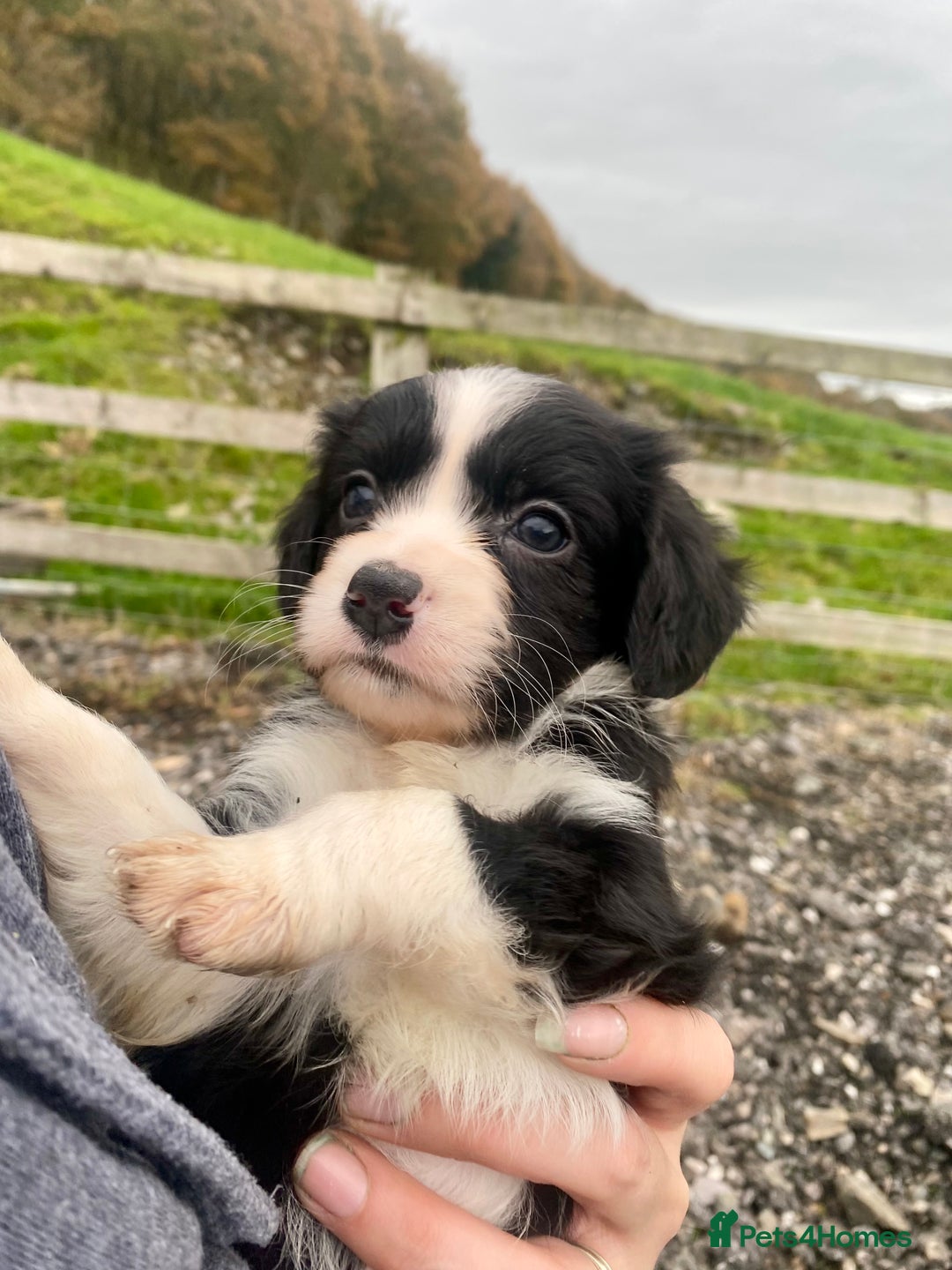 Mixed Breed dogs for sale: Gorgeous Borderlier pups - Advert 3