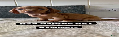 Miniature Dachshund 2