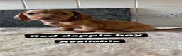 Miniature Dachshund dogs for sale: Last 3 beautiful puppy’s from a litter of 6  - Advert 5