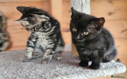 Bengal cats for sale: Adorable Half Bengal Kittens - Image 22