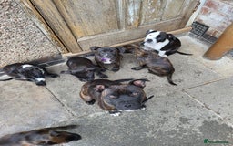 Staffordshire Bull Terrier dogs for sale: Staffy pups - Image 1